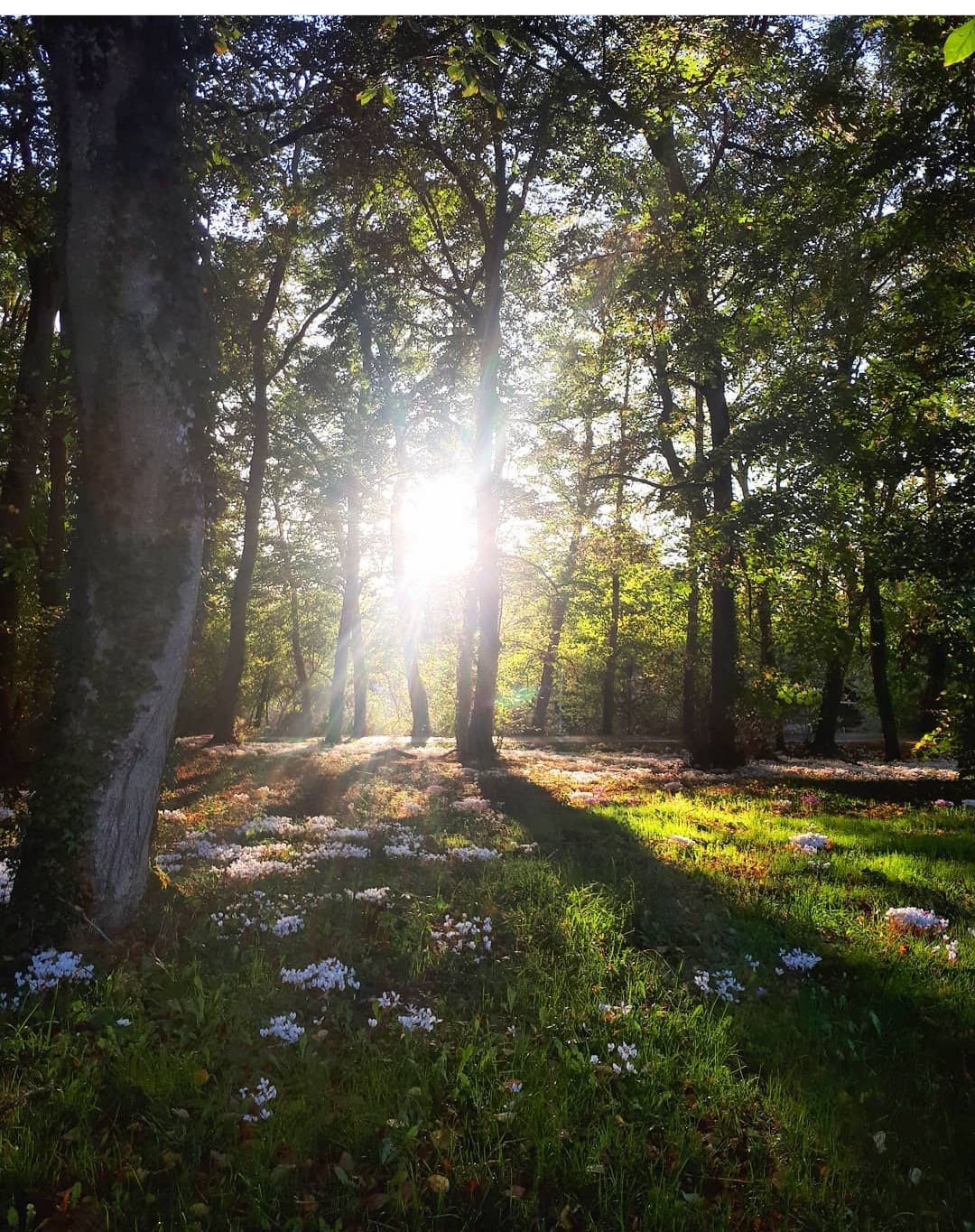 Les nouvelles colles à bois Isteo